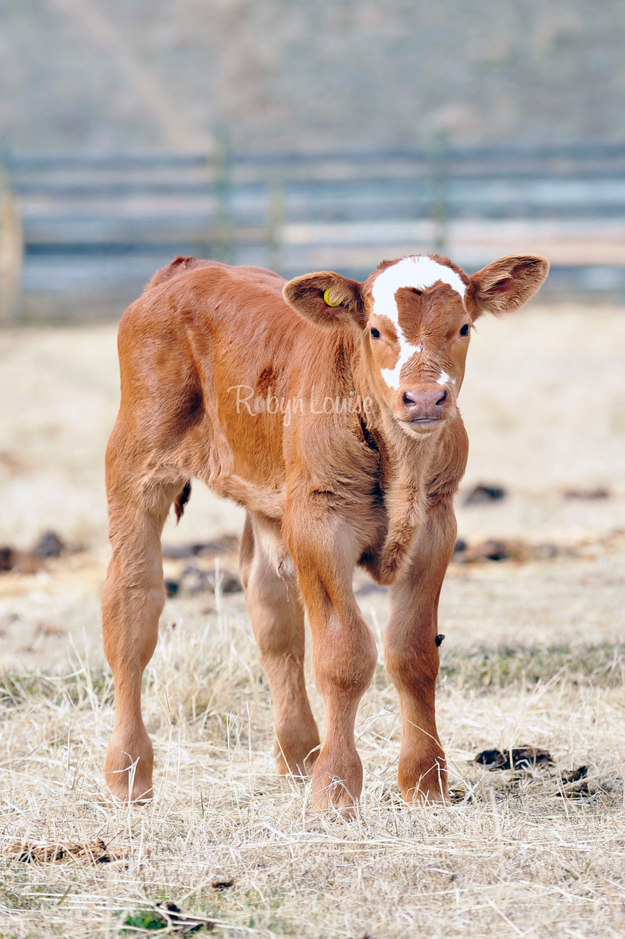 Calving time in Alexis Creek