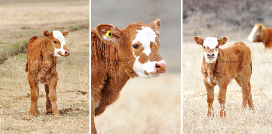 Calving time in Alexis Creek