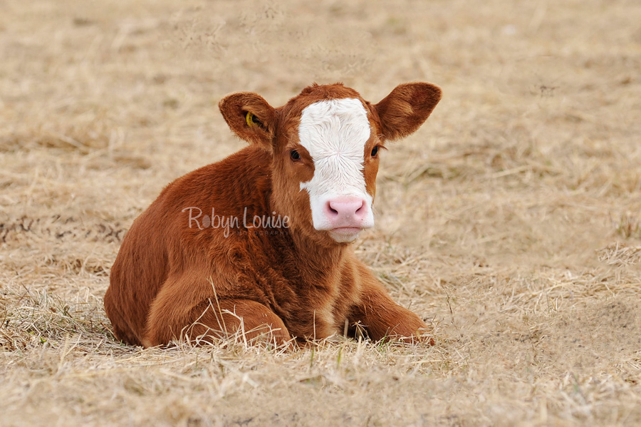 Calving time in Alexis Creek