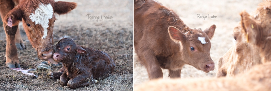 cute-calves-red-angus-simmental-robyn-louise-photography0001