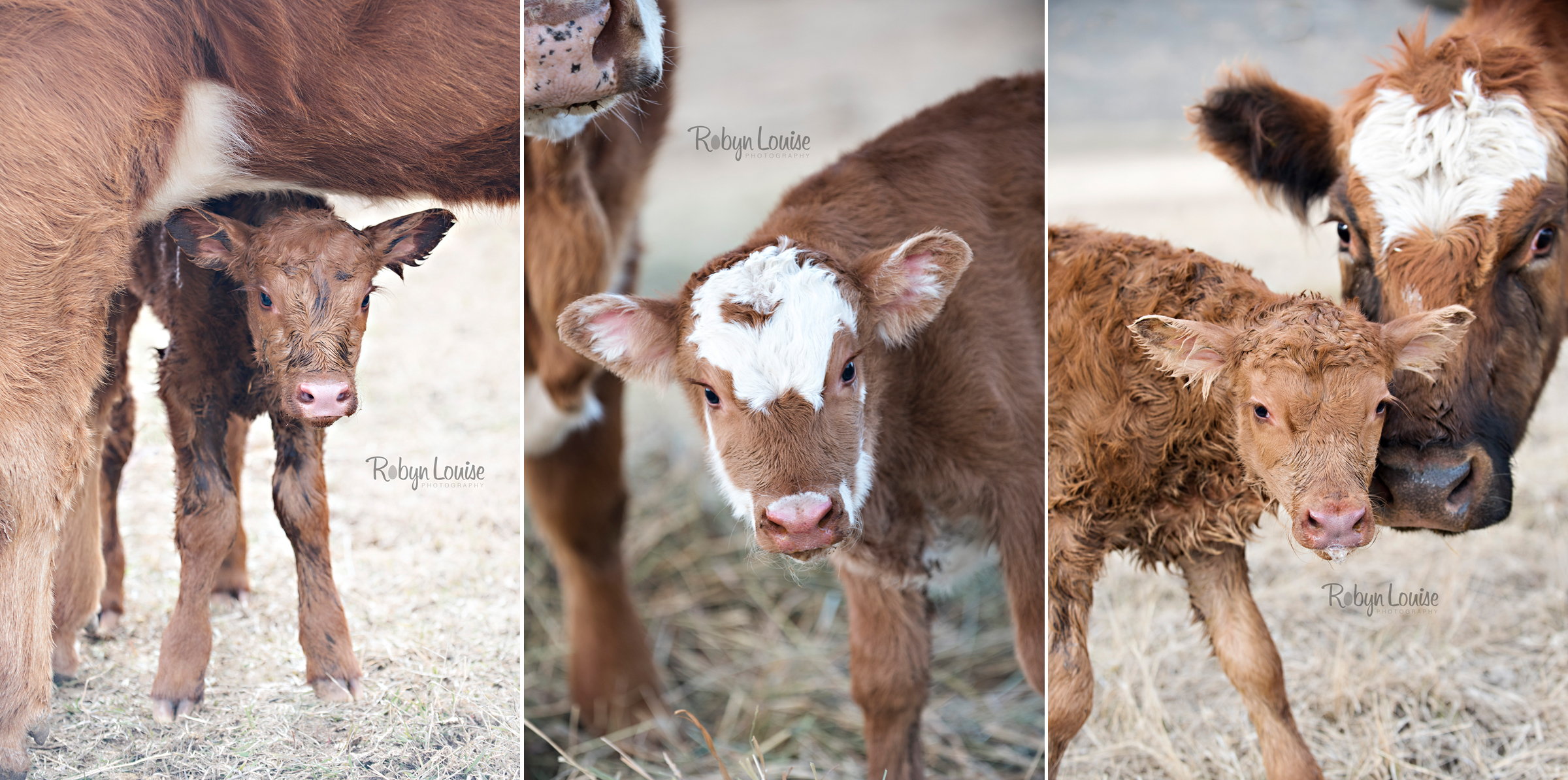 cute-calves-red-angus-simmental-robyn-louise-photography0002