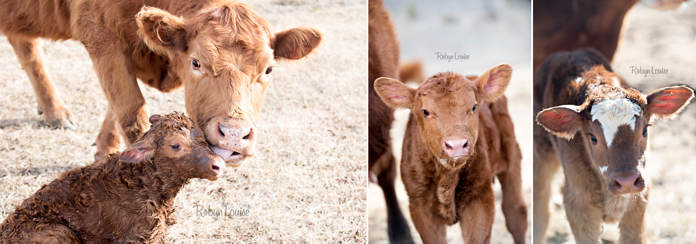 cute-calves-red-angus-simmental-robyn-louise-photography0003