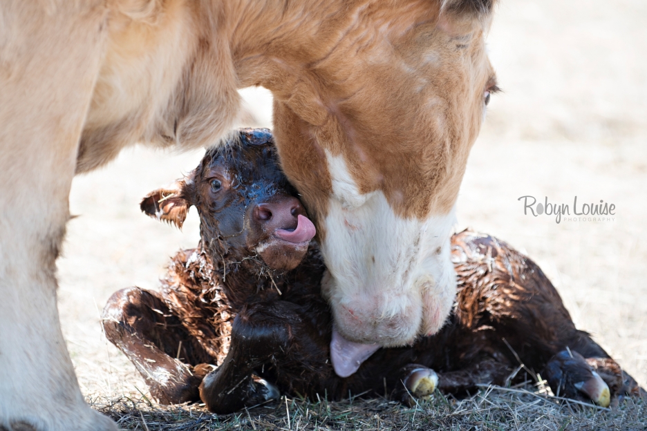 cute-calves-red-angus-simmental-robyn-louise-photography0004