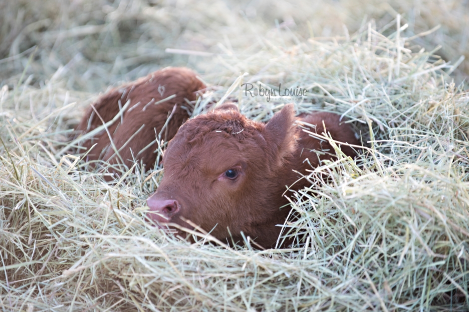 cute-calves-red-angus-simmental-robyn-louise-photography0006