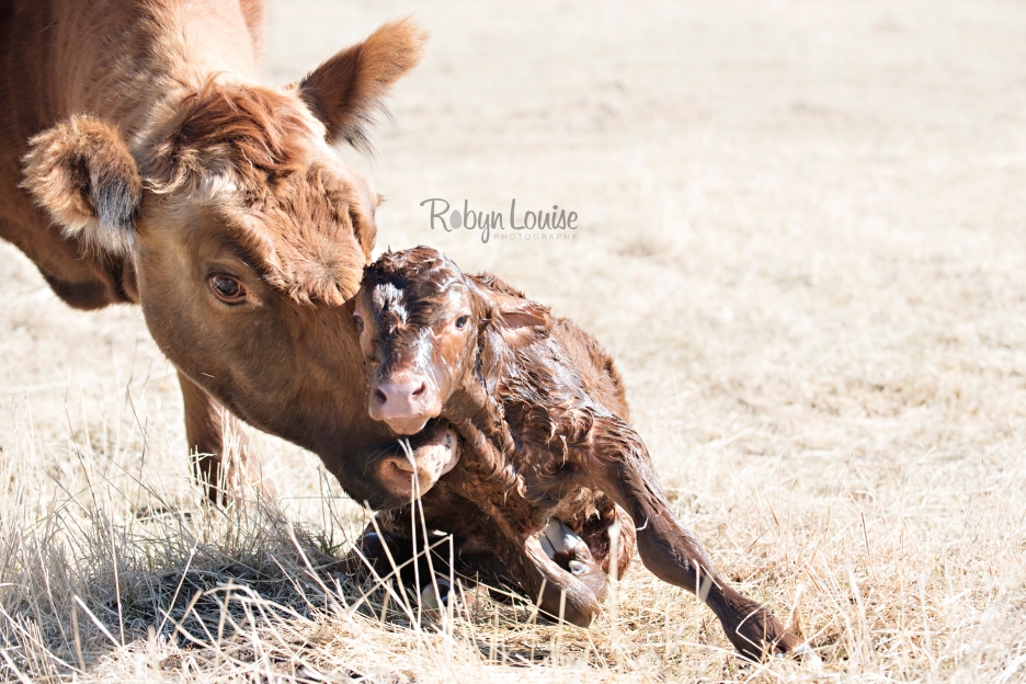 cute-calves-red-angus-simmental-robyn-louise-photography0008