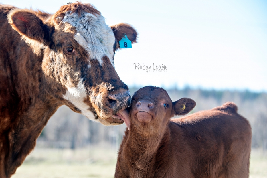 cute-calves-red-angus-simmental-robyn-louise-photography0009
