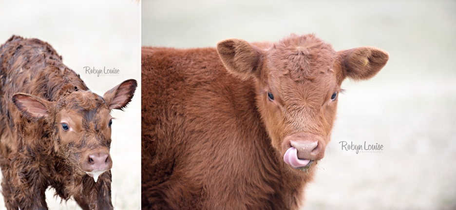cute-calves-red-angus-simmental-robyn-louise-photography0010