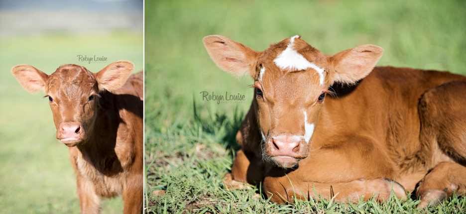 cute-calves-red-angus-simmental-robyn-louise-photography0011