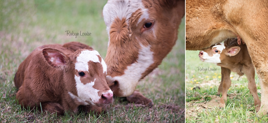 cute-calves-red-angus-simmental-robyn-louise-photography0012